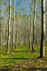Obraz premium reforestation of poplar trees at autumn sunset