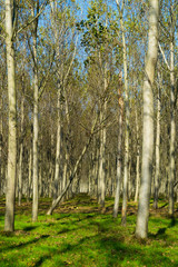 Fototapeta premium reforestation of poplar trees at autumn sunset