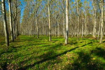 reforestation of poplar trees at autumn sunset