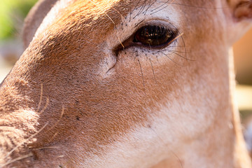 deer long muzzle brown dark black eyes wild animal close up