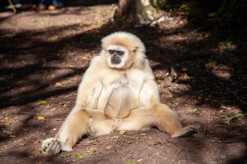 Gibbon in South Africa 