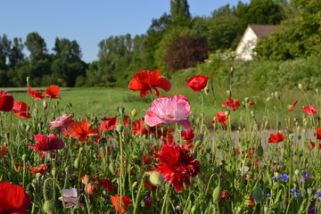 Red poppies on a background of green trees and a village house.