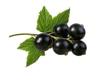 Fresh black-currants with leaf isolated on white background with clipping path