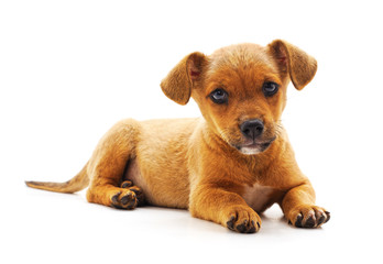 Obraz premium One little puppy.