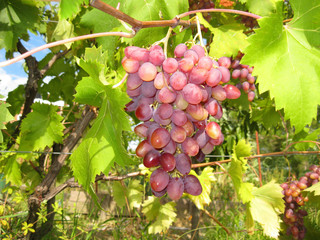 grapes red