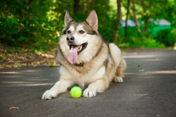 Happy husky lies and plays with the ball. Dog games outdoors.