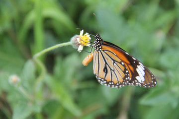 Butterfly with flowers with a blurred background.