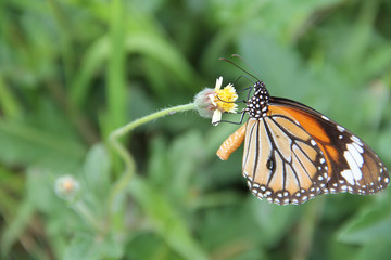 Butterfly with flowers with a blurred background.