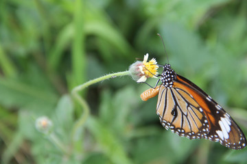 Butterfly with flowers with a blurred background.