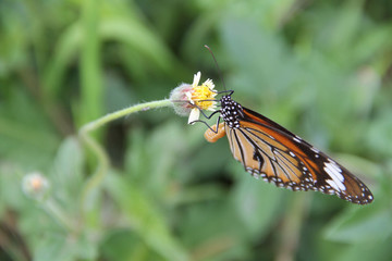 Butterfly with flowers with a blurred background.