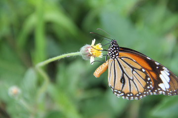 Butterfly with flowers with a blurred background.
