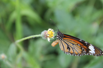Butterfly with flowers with a blurred background.