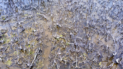 Scenery of mangrove forests that die and rot.