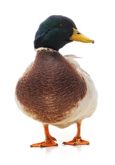 Naklejka premium One wild duck.