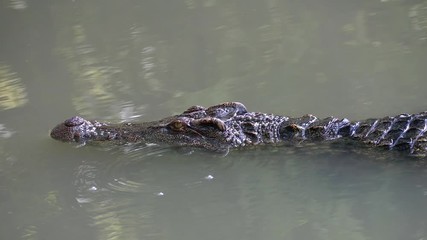 Close up crocodile swimming in the water at the zoo