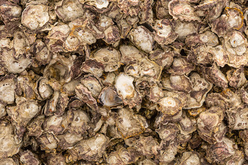 background brown uneven weathered shells many closed open nacre light beige