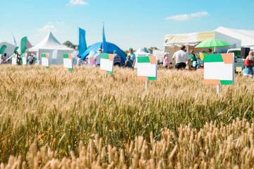 Yellow wheat and blue sky