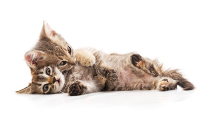 Two playful kittens.