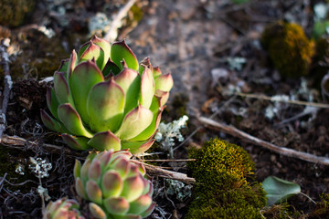 Rustic macro shot of cactus - tropical plant with shallow depth of field.Natural background with succulent.