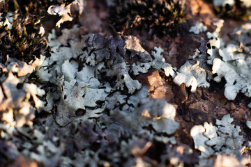 moss on a stone, macro shot