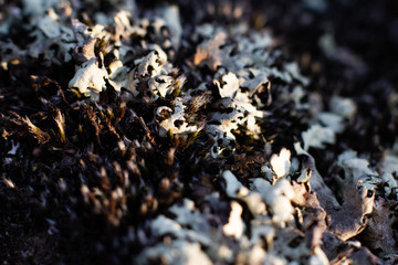 moss on a stone, macro shot