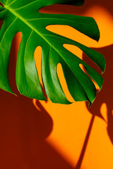 Fototapeta na wymiar Monstera in the sun. Beautiful combination of colors: green and orange. Details of the modern interior. Interior Design. Minimalism concept. 