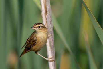Sedge warbler (Acrocephalus schoenobaenus) on reed