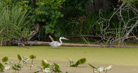 Grey Heron (Ardea cinerea) seeking prey