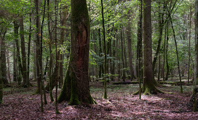 Shady deciduous tree stand in summer