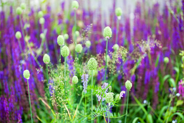 Purple sage flowers and green grass blurred bokeh background closeup, blooming violet salvia field,...