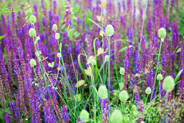 Naklejka premium Purple sage flowers and green grass blurred bokeh background closeup, blooming violet salvia field, summer lavender color floral landscape, beautiful spring blue blossom, natural colorful lilac meadow