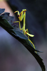 Stagmatoptera femoralis, species of praying mantis in the genus Stagmatoptera sitting on a dark leaf. An insect predator ready to attack. © Karlos Lomsky