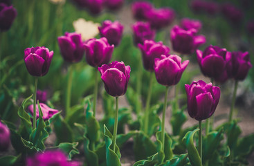 Blossoming Tulips background. Purple flower tulip lit by sunlight. Soft selective focus. Field with pink tulips. Bouquet of flowers, pink background. Vintage look