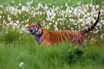 The Siberian tiger (Panthera tigris tigris),also called Amur tiger (Panthera tigris altaica) on a meadow. Yong female amur tiger on the meadow with forest so background.