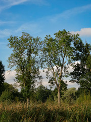 Obraz premium grounds and estate of packwood house warwickshire england uk