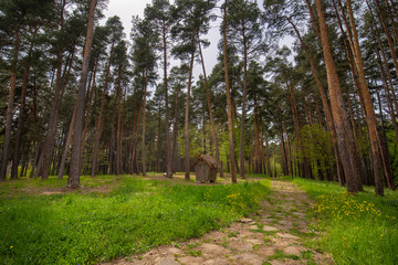 Obraz premium Natural Forest of Spruce Trees and old wooden shed or house . Colorful landscape with enchanted trees and Scenery with path in dreamy spring green forest. Bulgaria wide country landscape