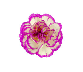 beautiful blooming carnation flower head