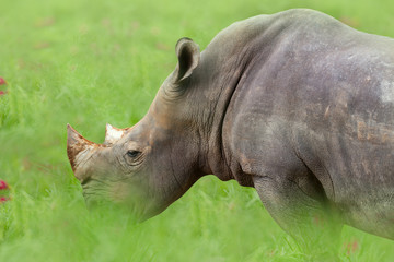 white rhino (rhinoceros) eating grass on meadow.