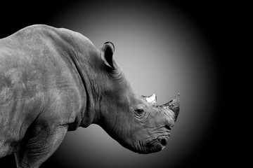 white rhino isolated on dark background - clipping paths.