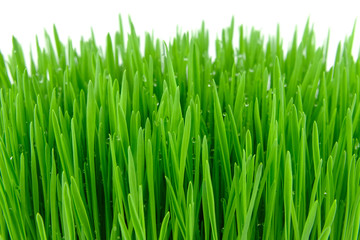 Obraz na płótnie Canvas green grass with water dropping