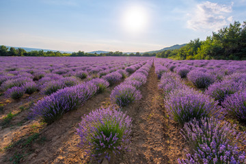 Fototapeta na wymiar Intense purple lavender field оverwhelmed with blooming bushes grown for cosmetic purposes. Sunset time with sky filled with cumulus clouds and rays sunlight. near Burgas, Bulgaria. 