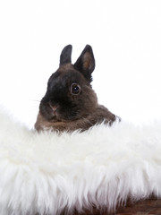 Cute little Polish rabbit. Adorable bunny with a white background. Copy space, isolated on white.