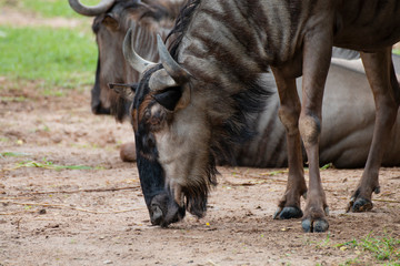 close-up of a blue wildebeests