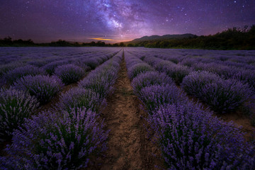 Intense purple lavender field оverwhelmed with blooming bushes grown for cosmetic purposes. Sunset...