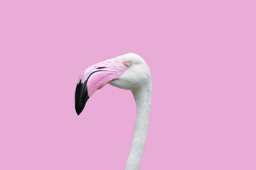close-up of a head flamingo isolated on pink background - clipping paths.