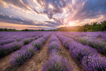 Fototapeta na wymiar Intense purple lavender field оverwhelmed with blooming bushes grown for cosmetic purposes. Sunset time with sky filled with cumulus clouds and rays sunlight. near Burgas, Bulgaria. 
