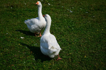 A domestic gooses on the lake at sunny day