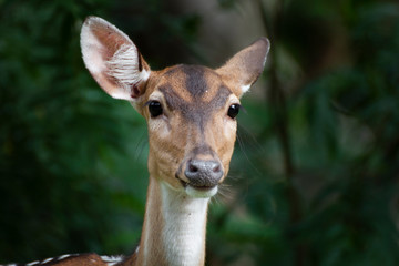 Close-up of cute spotted fallow deer.