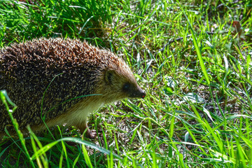 Wild hedgehog in a field in the grass. Animals in the wild