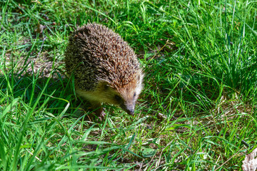 Wild hedgehog in a field in the grass. Animals in the wild